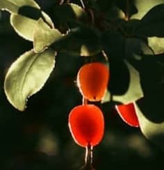 Red berries on a branch with green leaves in sunlight.