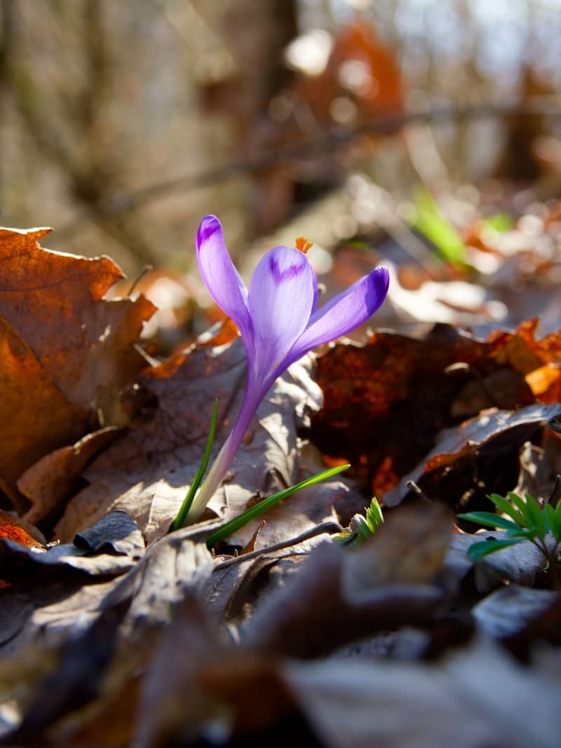 A single purple crocus flower emerges from dry leaves.