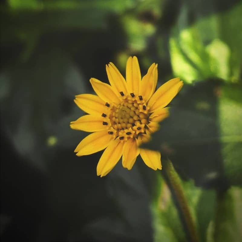 A yellow flower with green leaves in the background
