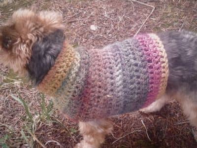 Small Yorkshire Terrier wearing a colorful crocheted dog sweater, standing on dry grass outdoors.