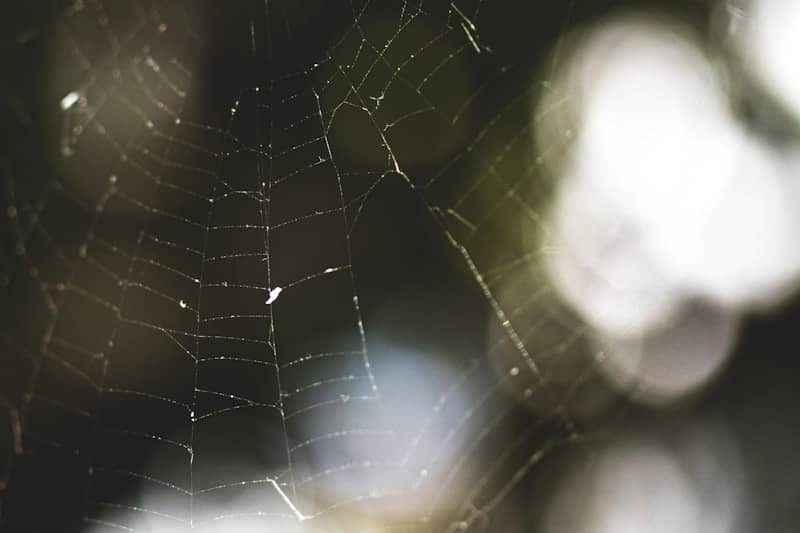 A close up of a spider web on a tree