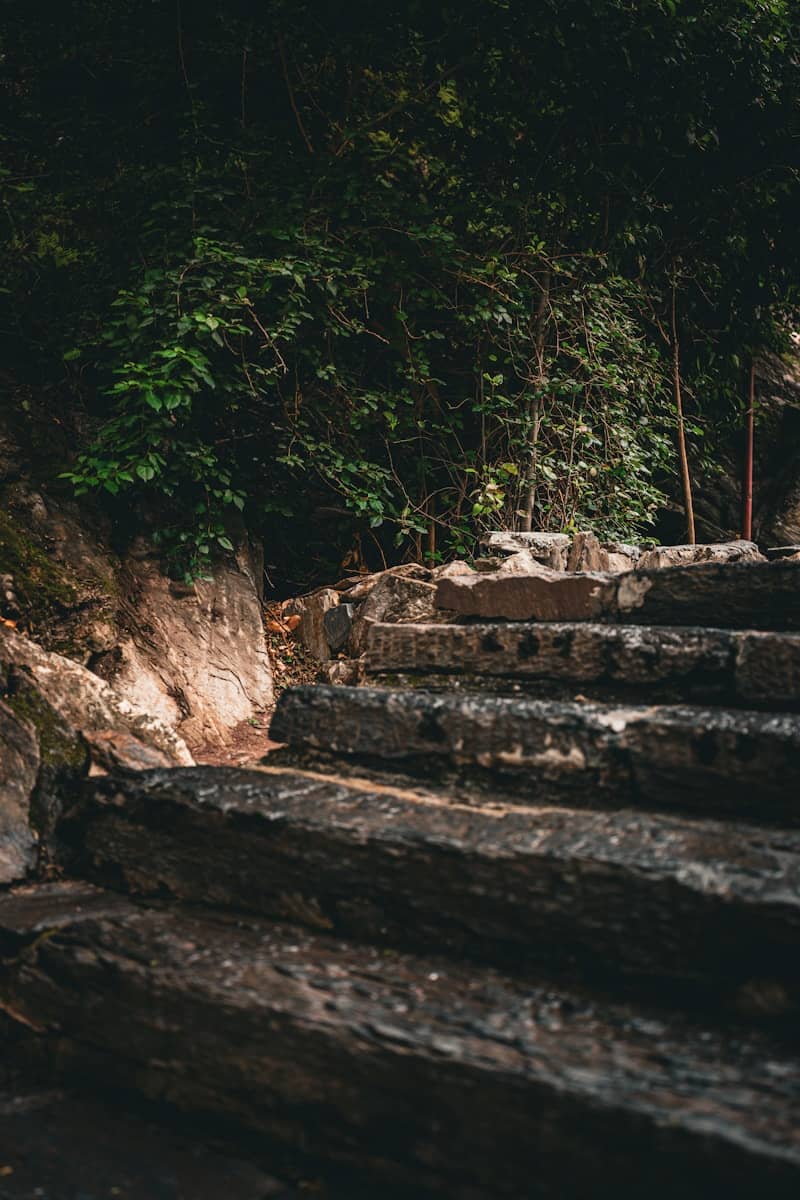a bunch of steps that are next to some trees