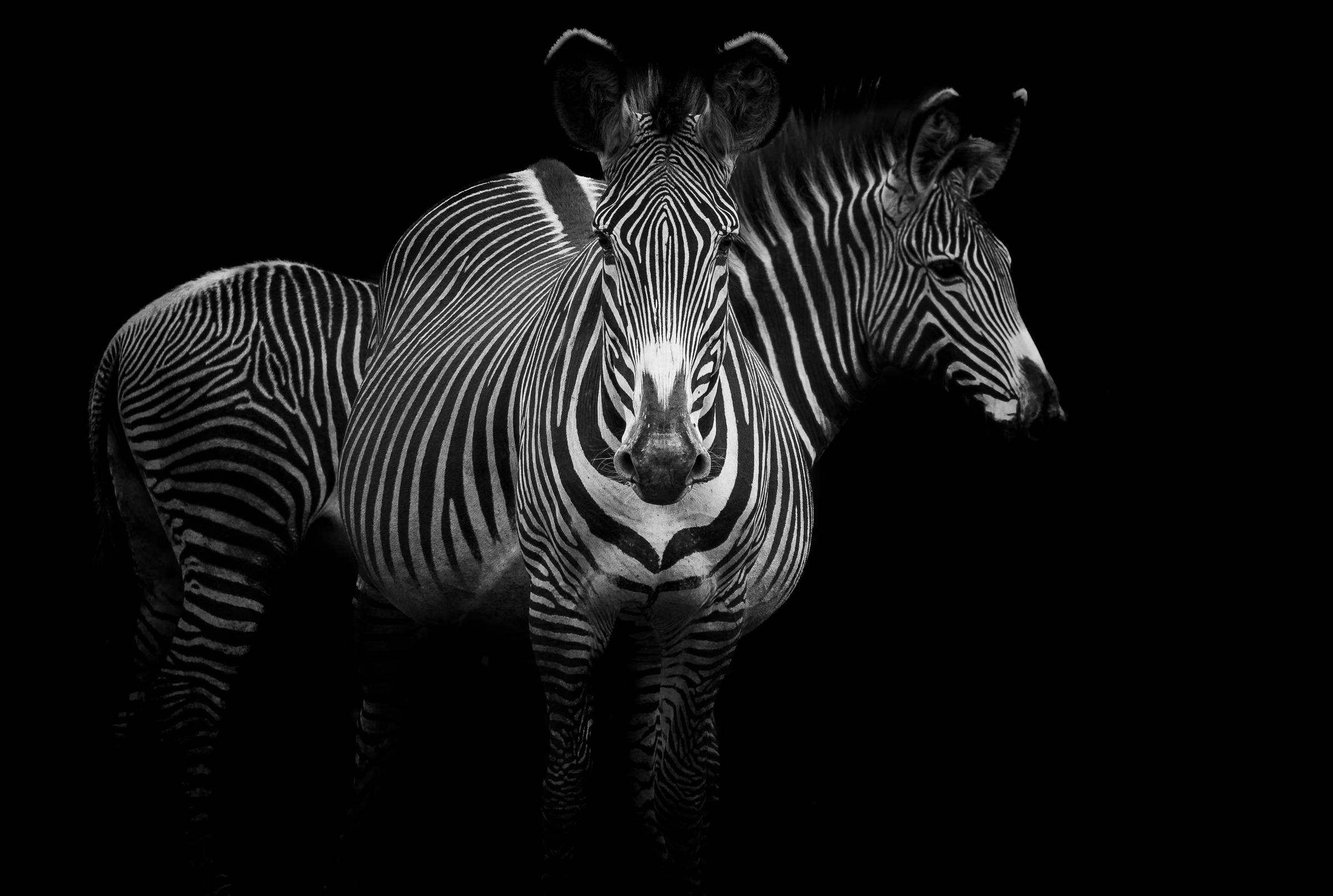 Grevy's Zebra