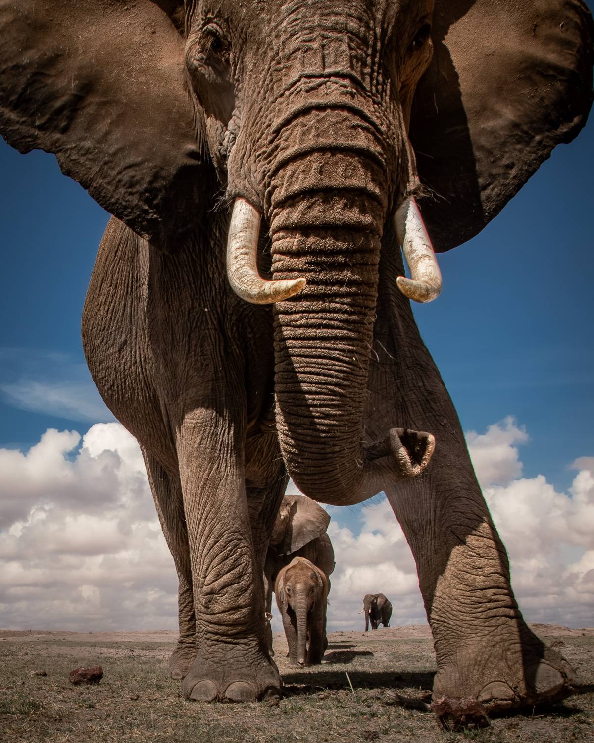 close up of an elephant mother
