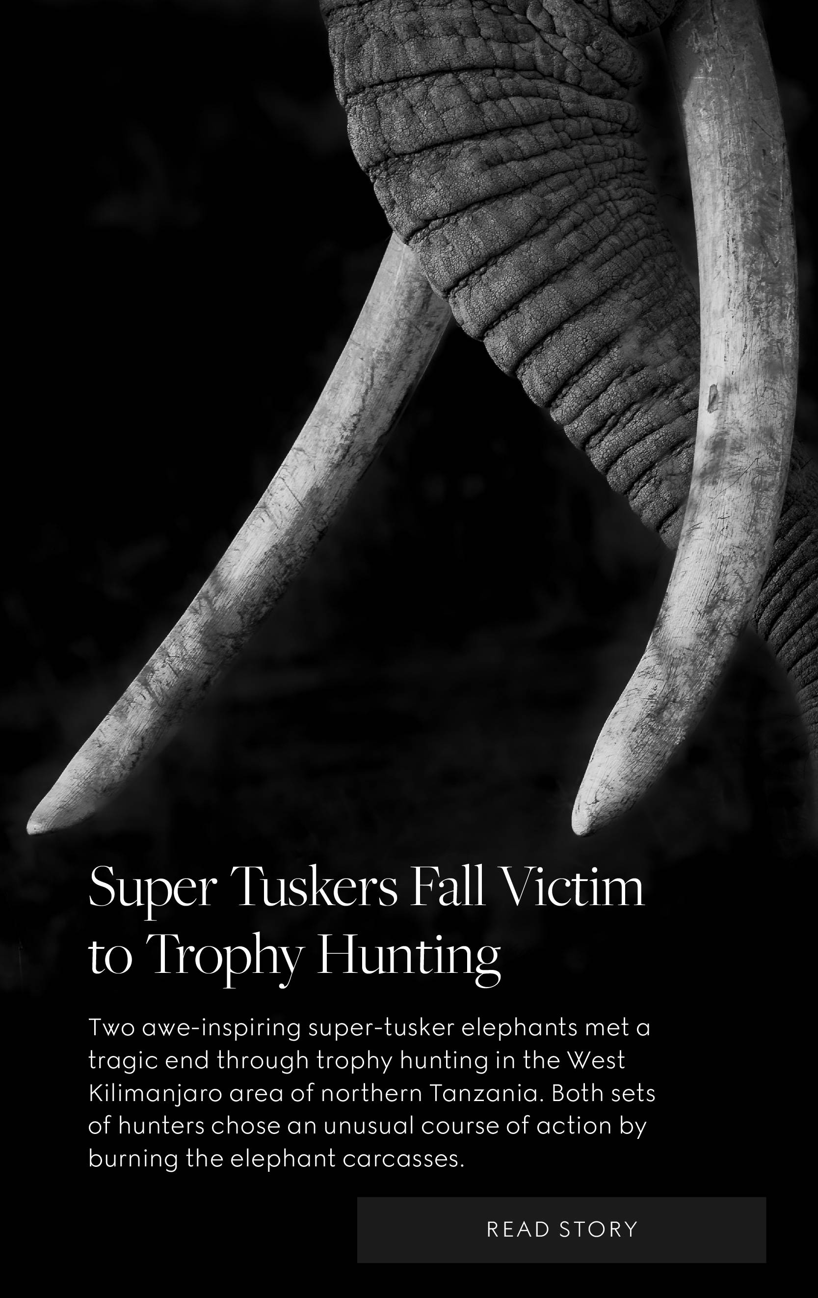 elephants killed by trophy hunters