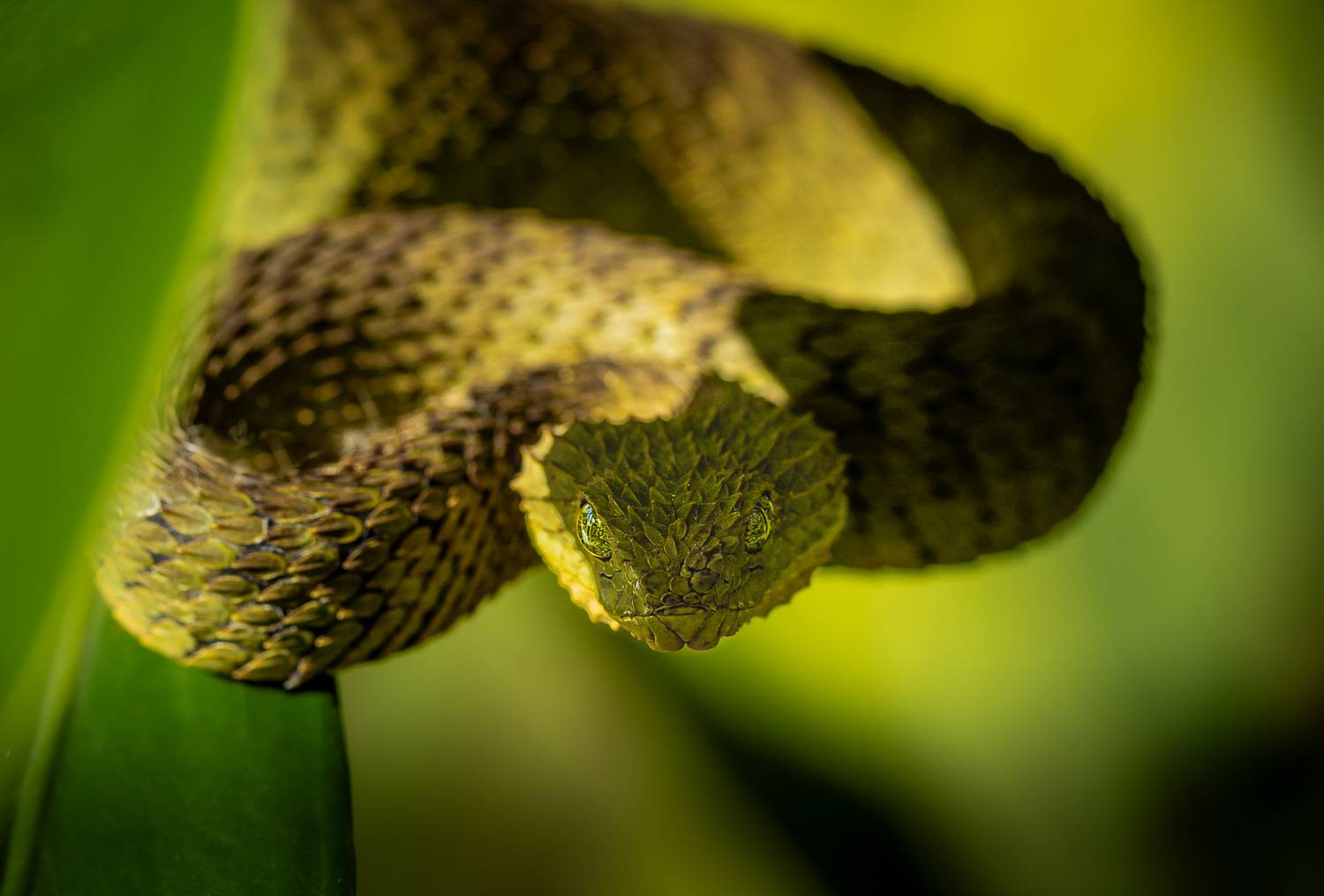 viper snake