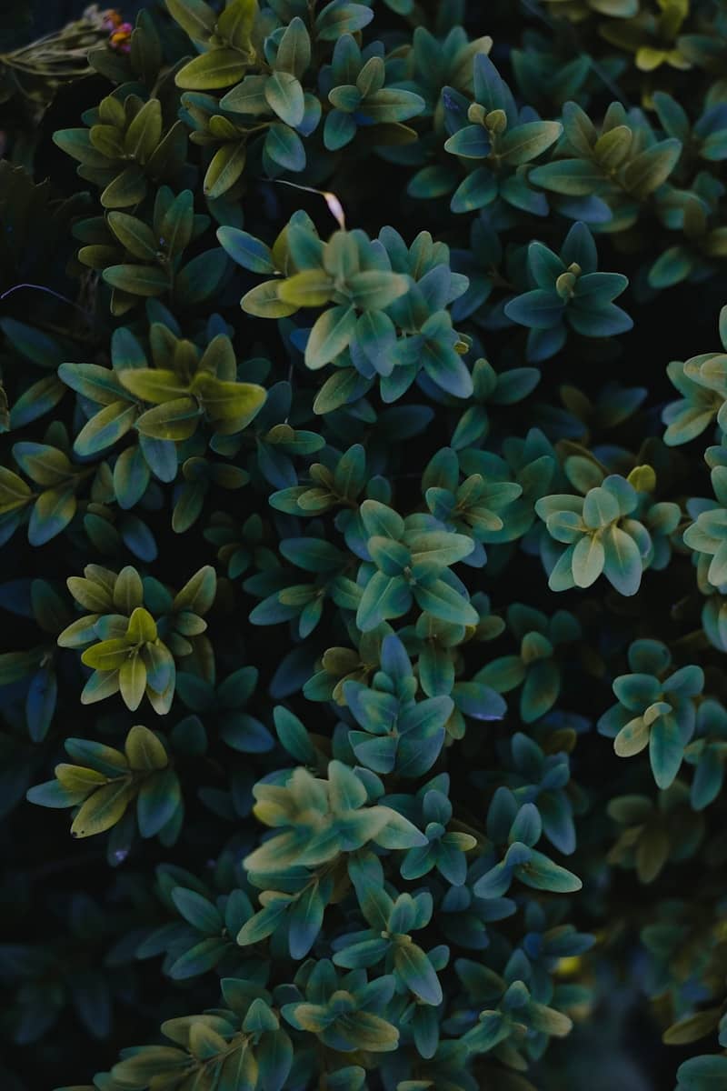 Green leaves fill the frame.