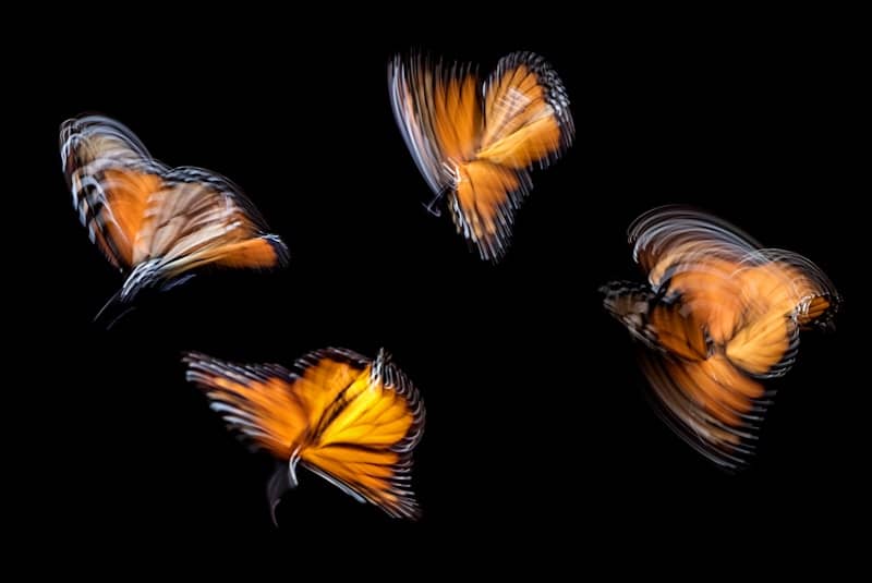 Blurred orange and black butterflies in flight to depict uncertainty