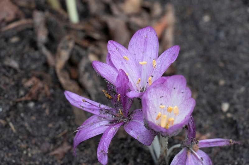 light purple crocus flower sprouting from the soil