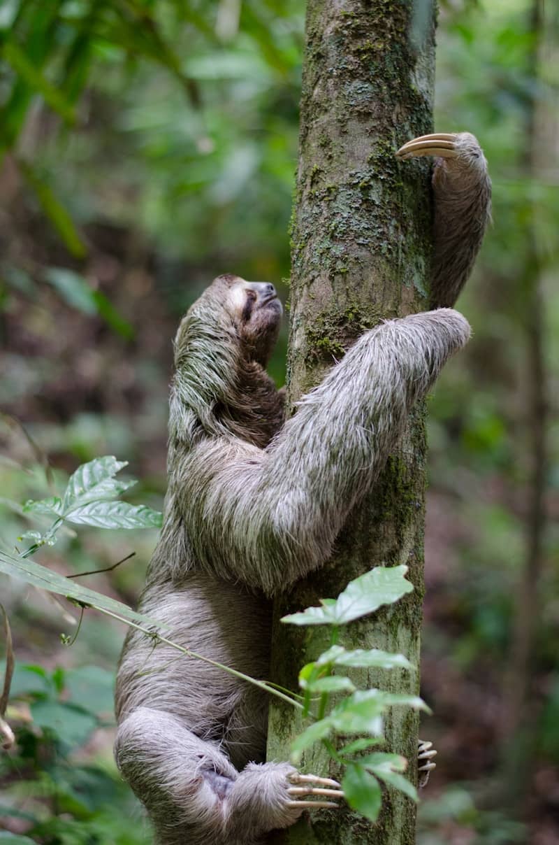 Sloth climbing a tree