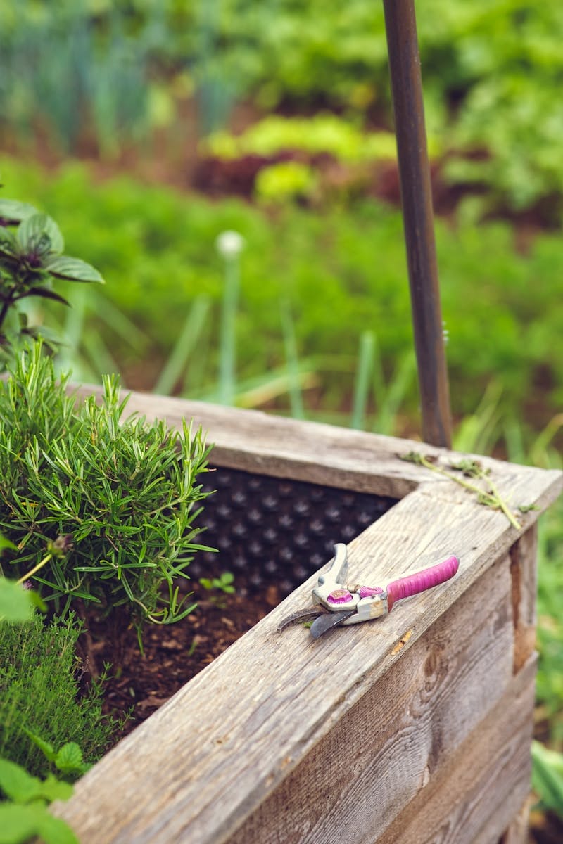pink garden shears on the edge of the wooden raised bed