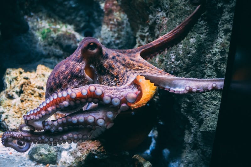 A rust and orange octopus navigating the ocean floor