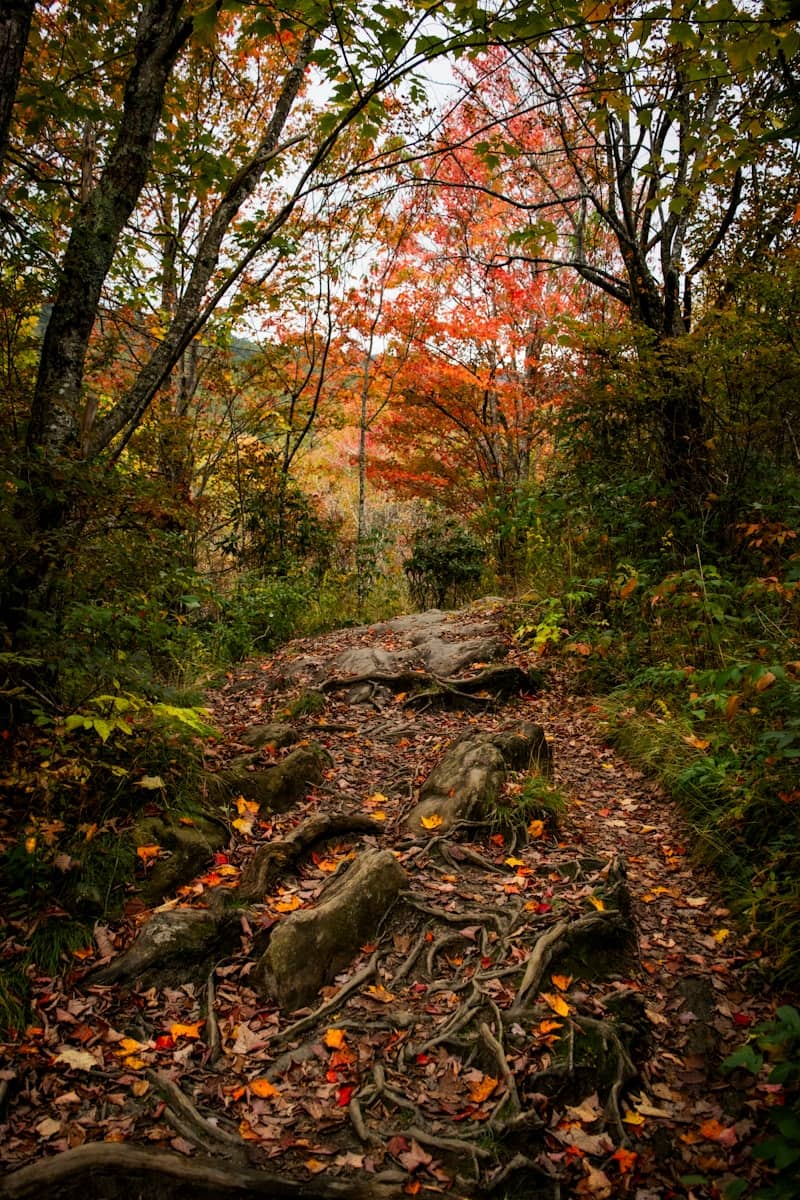 Forest path with exposed roots and autumn leaves
