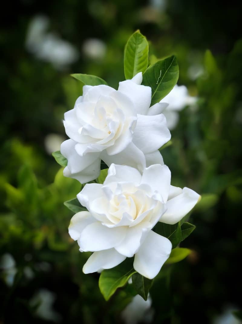 Two beautiful white gardenia blossoms bloom.