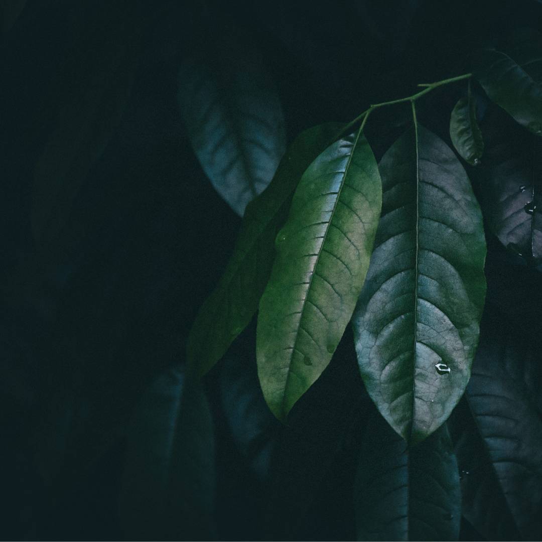 Delicate green leaves on a dark background