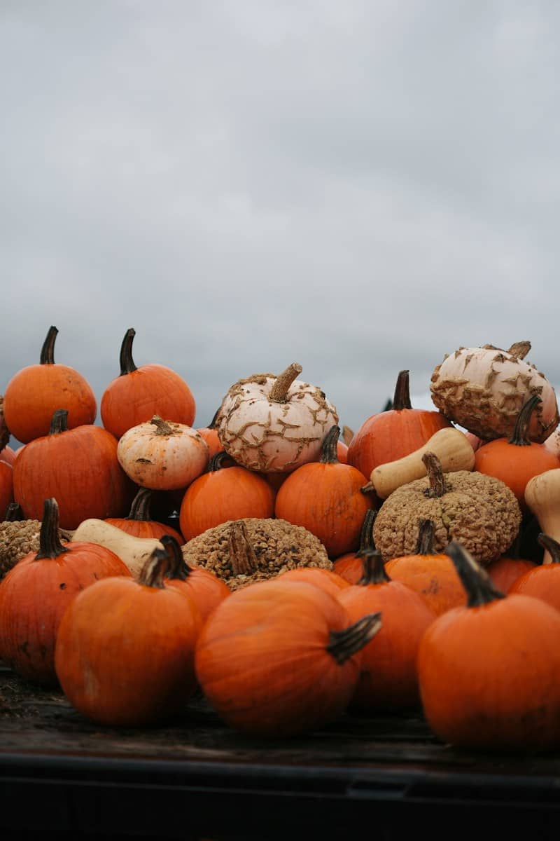 A large pile of assorted pumpkins and gourds.