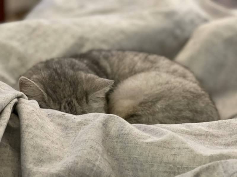 I want to be that cat.