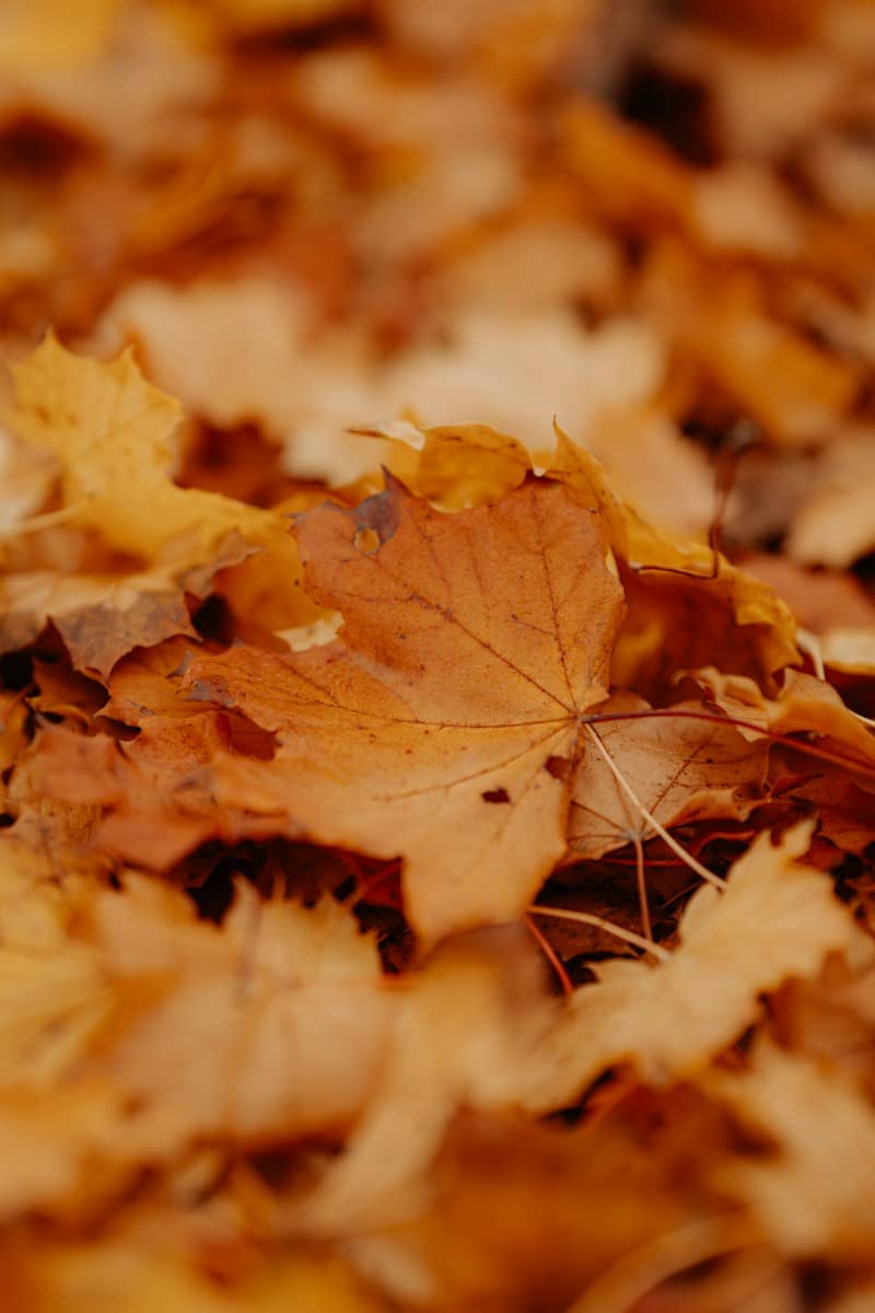 Pile of fallen autumn leaves on the ground