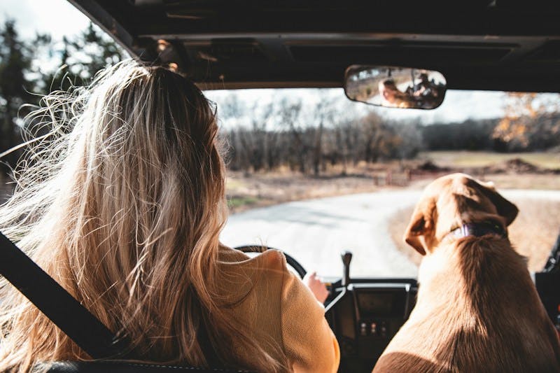 woman in brown long sleeve shirt sitting on car seat beside brown short coated dog during