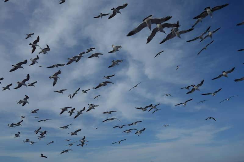 Numerous seagulls flying high in a clear blue sky