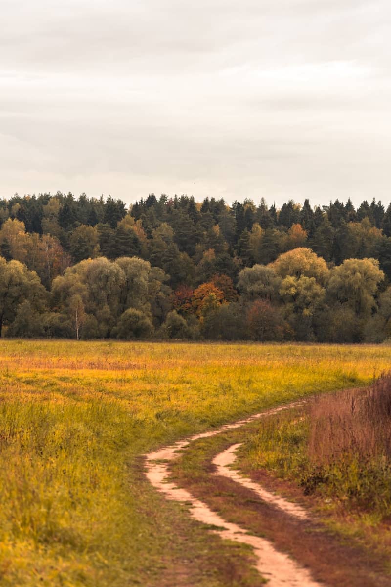 Dirt path through a golden field towards forest