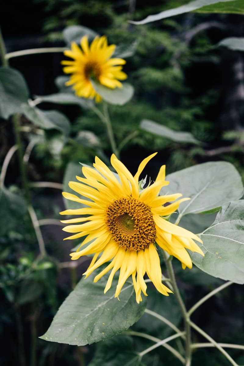 Two bright yellow sunflowers bloom in a garden.