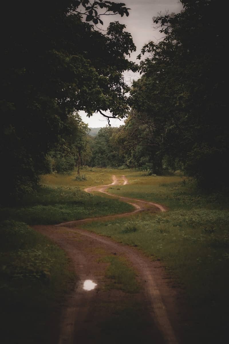 Winding dirt road through a lush green forest.