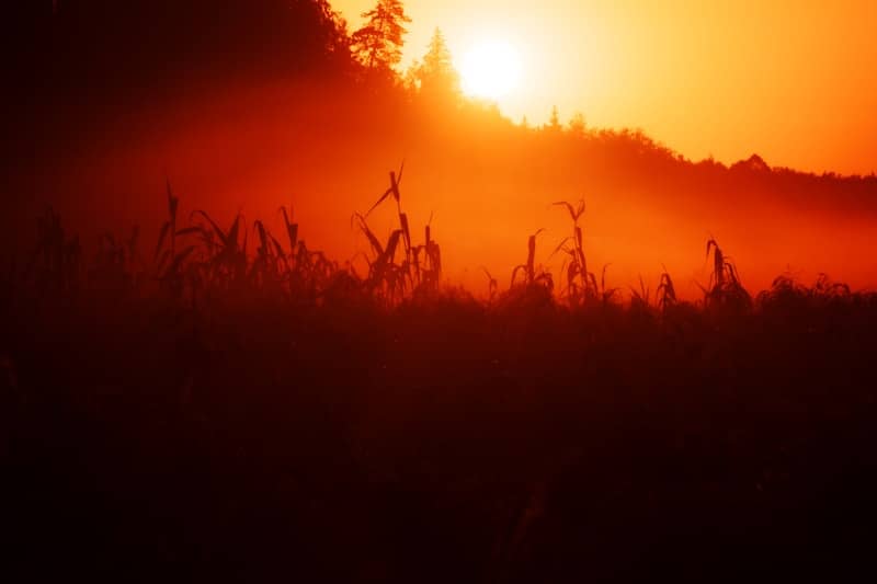 Fiery sunrise over a misty field and silhouetted field.