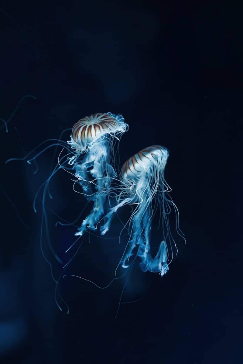 Two luminous jellyfish float in dark blue water.