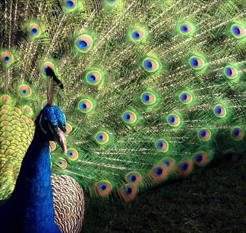 A peacock displays its colorful feathers.