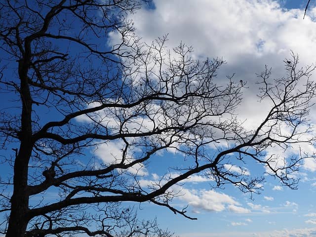 Oak, Tree, Nature image