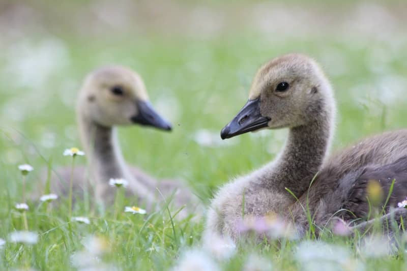 Two baby geese relax in a grassy field.