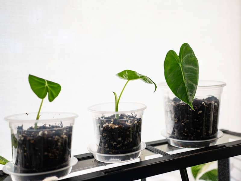 Three plants growing in clear pots on shelf.