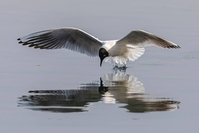 seagull looking at its own reflection in the water