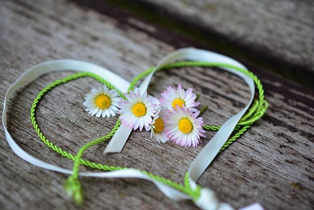 Daisy, Flower background, Heart image.