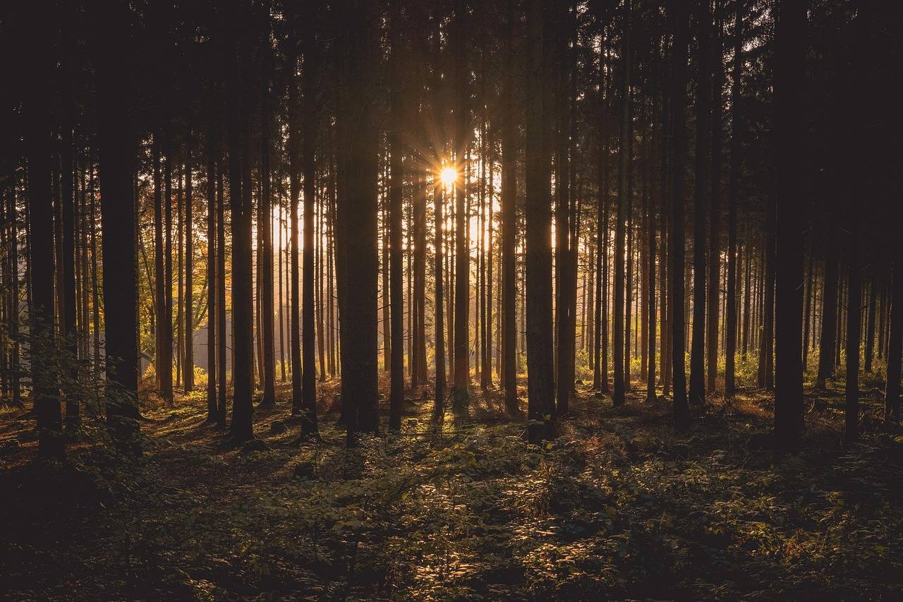 woods at sunrise