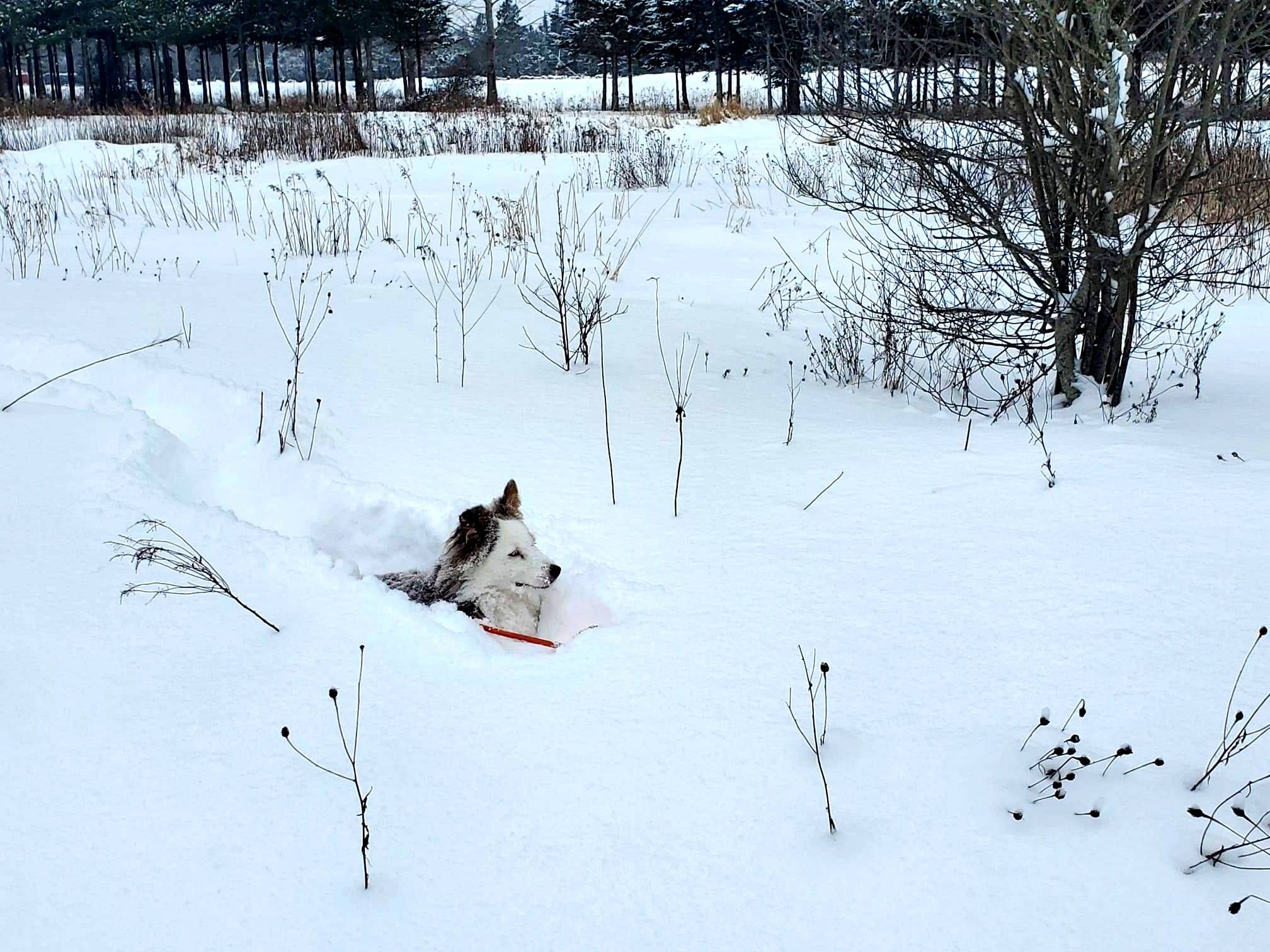 Dog in the snow