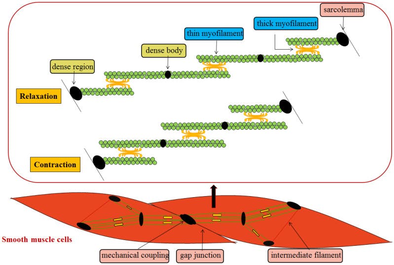 TMAO (Trimethylamine N-oxide) is a molecule that plays a role in the osmoregulation of marine animals. It helps to stabilize proteins and other biological molecules, allowing these animals to survive in high-salinity environments. The molecule also counteracts the effects of urea, which some marine animals produce to balance internal and external osmotic pressures. The concentration of TMAO varies among different types of marine animals due to their unique metabolic pathways & osmoregulatory requirements.The molecule is less prevalent in freshwater fish and virtually absent in terrestrial animals and plants. Here are Some Foods Containing Inherent TMAO:  (Listed from High to Low)