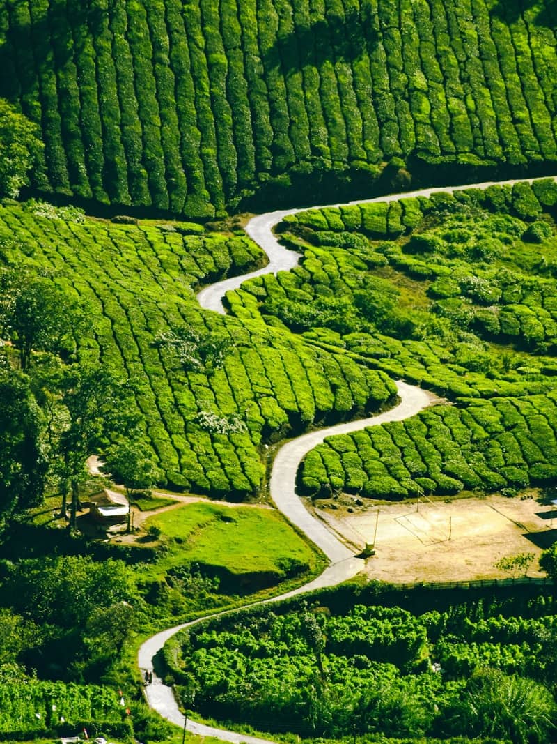 aerial view of green trees and river