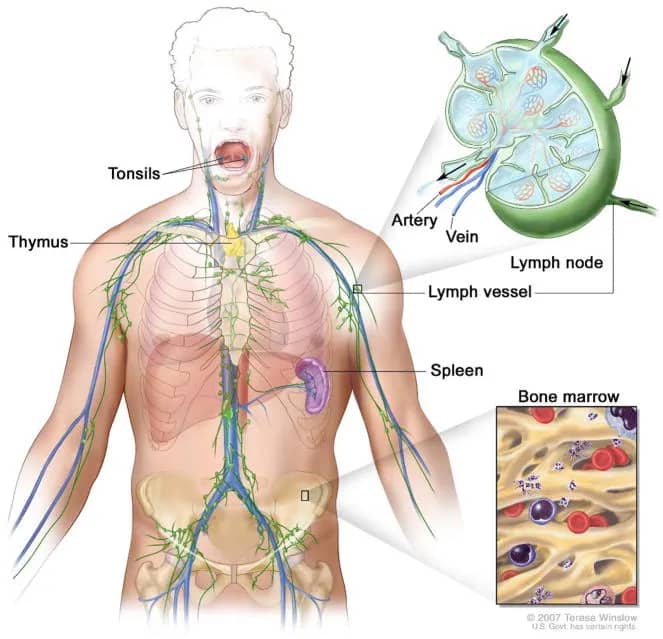 Morning Puffiness Isn't Just About Looking Tired: Lymphatic Health 101