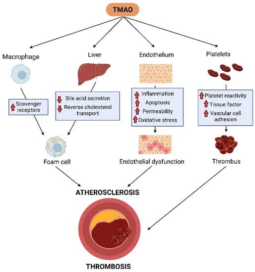 Formation of TMAO: TMAO is produced in a multi-step process. It begins with the consumption of foods rich in choline, lecithin, and carnitine, which are abundant in meat, fish, eggs, and some dairy products. These compounds are broken down by gut bacteria into trimethylamine (TMA), which is then absorbed into the bloodstream.Conversion in the Liver: Once TMA is absorbed into the bloodstream, it is transported to the liver, where it is converted into TMAO by an enzyme called flavin-containing monooxygenase 3 (FMO3). TMAO is then released into the circulation and can be measured in the blood.A. Cardiovascular Diseases: Elevated levels of TMAO have been linked to an increased risk of cardiovascular diseases, including atherosclerosis & heart disease. TMAO promotes the accumulation of cholesterol in artery walls & can contribute to the development of plaques.B. Metabolic Disorders: Metabolic disorder & Type 2 diabetes is characterized by high blood sugar levels due to insulin resistance & impaired insulin secretion. Higher serum TMAO ha been associated an increase in fasting glucose among middle-aged & older adults. TMAO’s impact on this metabolic disorder is multifaceted:Insulin Resistance: Elevated TMAO levels have been linked to insulin resistance. This resistance hinders the uptake of glucose into cells, leading to elevated blood sugar levels.Inflammation: TMAO has been shown to activate pro-inflammatory pathways in various cell types. Inflammation worsens progression of type 2 diabetes. TMAO’s pro-inflammatory effects may exacerbate inflammation in diabetes, further compromising insulin sensitivity.Synergistic Effects: There may be synergistic effects between TMAO-induced inflammation and the existing inflammatory state seen in type 2 diabetes. This dual inflammatory burden could intensify insulin resistance & beta cell dysfunction.Oxidative Stress: TMAO has been associated with the activation of an enzyme called NADPH oxidase, which is a source of reactive oxygen species (ROS) production in cells. This activation can contribute to the accumulation of ROS & oxidative stress.