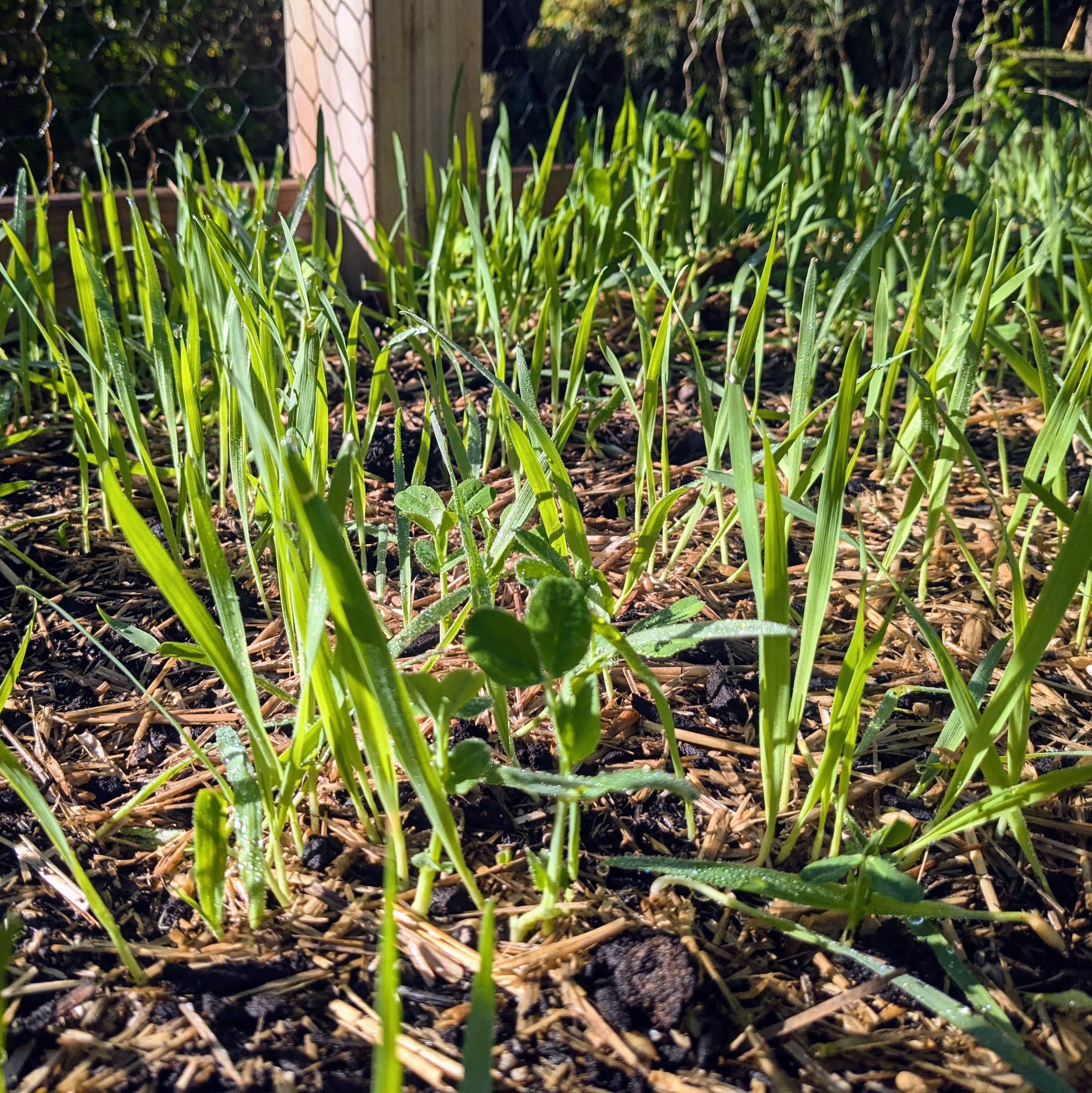 Oats and Peas germinating in September