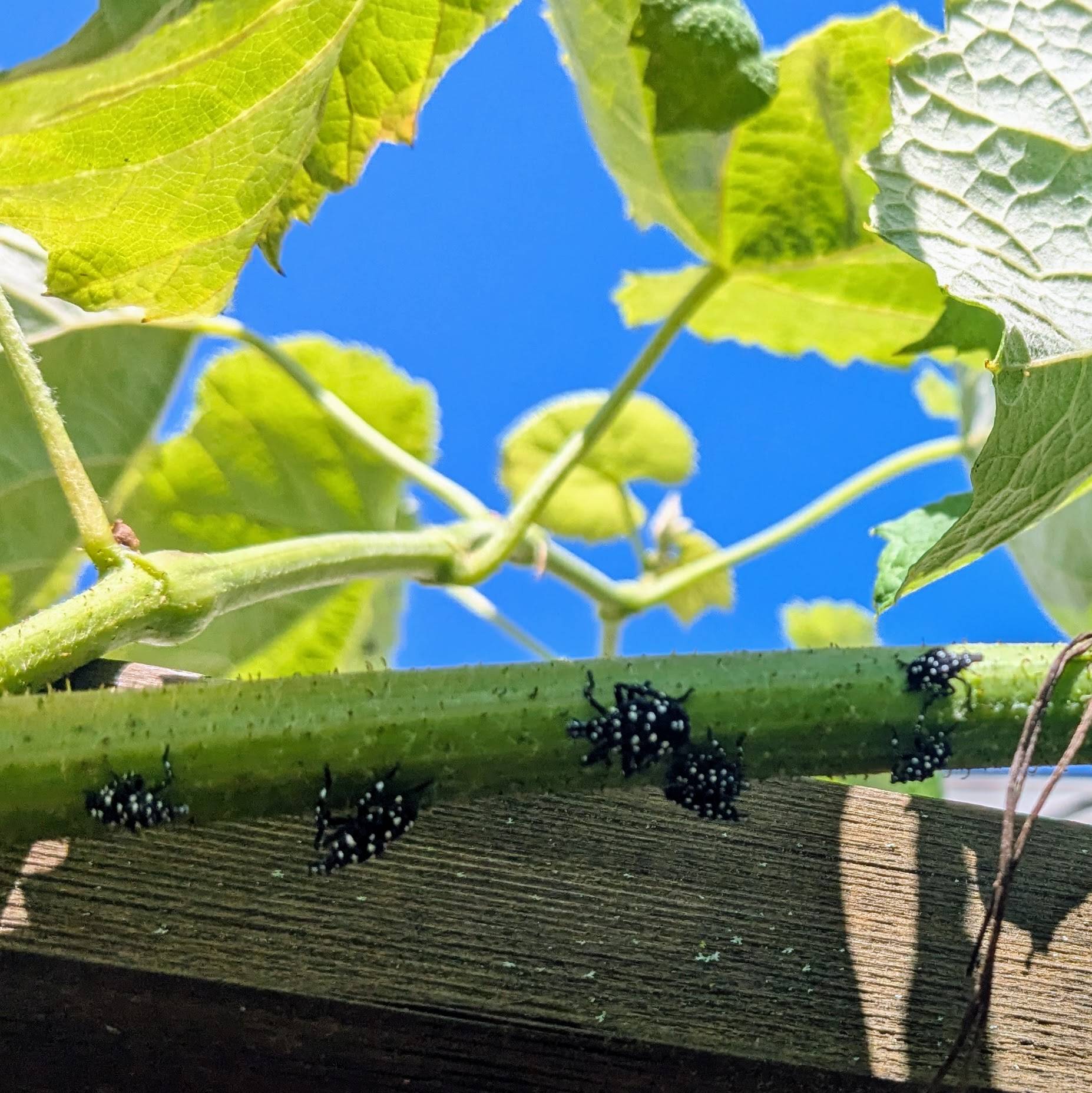 Lanternfly Nymphs (second stage)