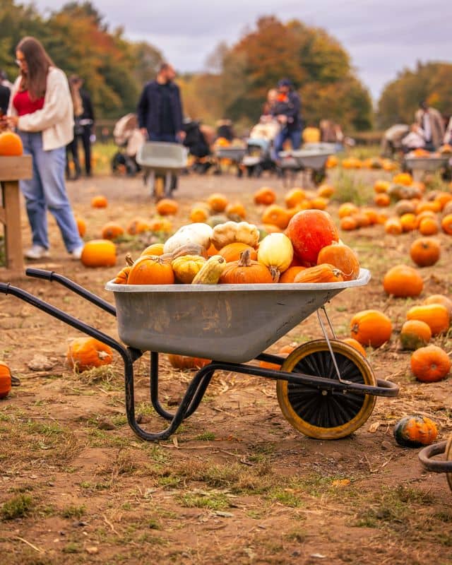 Wheelbarrow filled with pumpkins and squash in a pumpkin field, with families and autumn trees in the background.