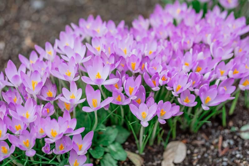 Purple crocus flowers bloom in the garden.