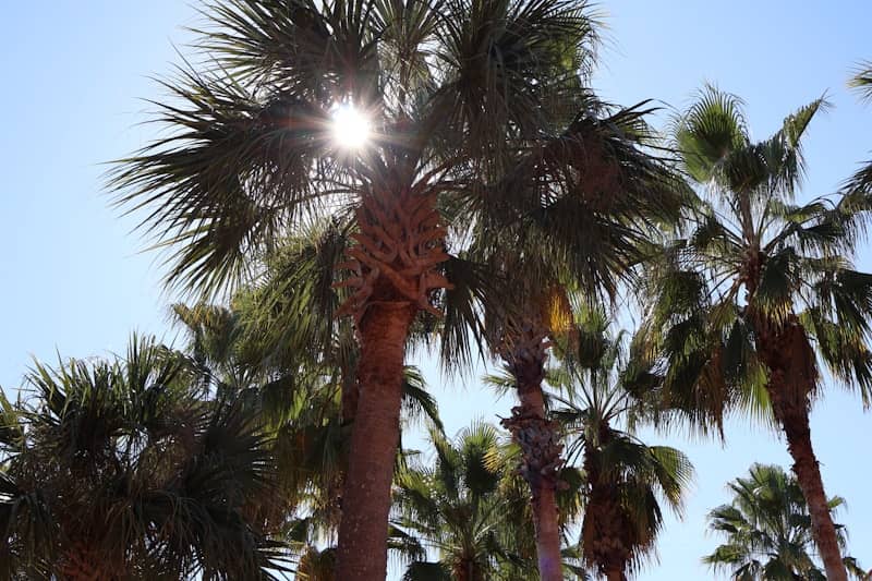 Sun shines through palm tree fronds against blue sky