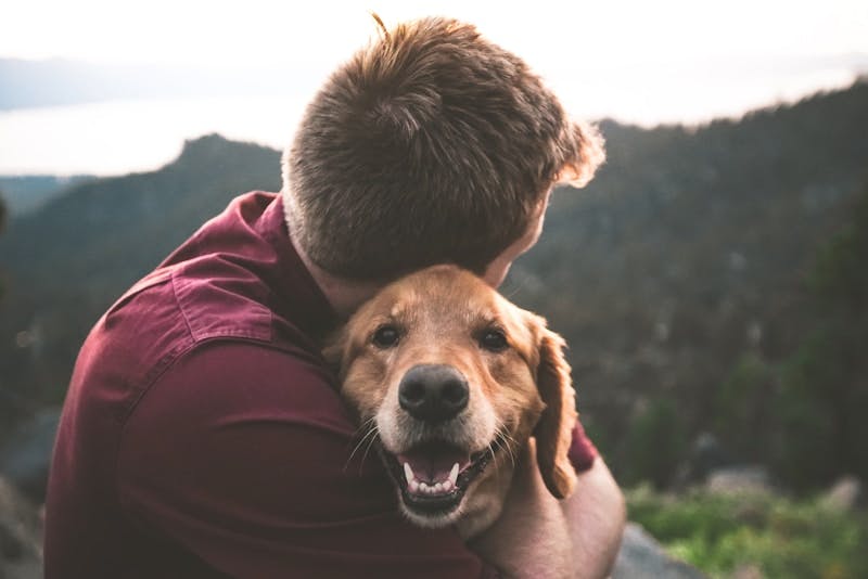 Therapy Dog Training Class: Level 3