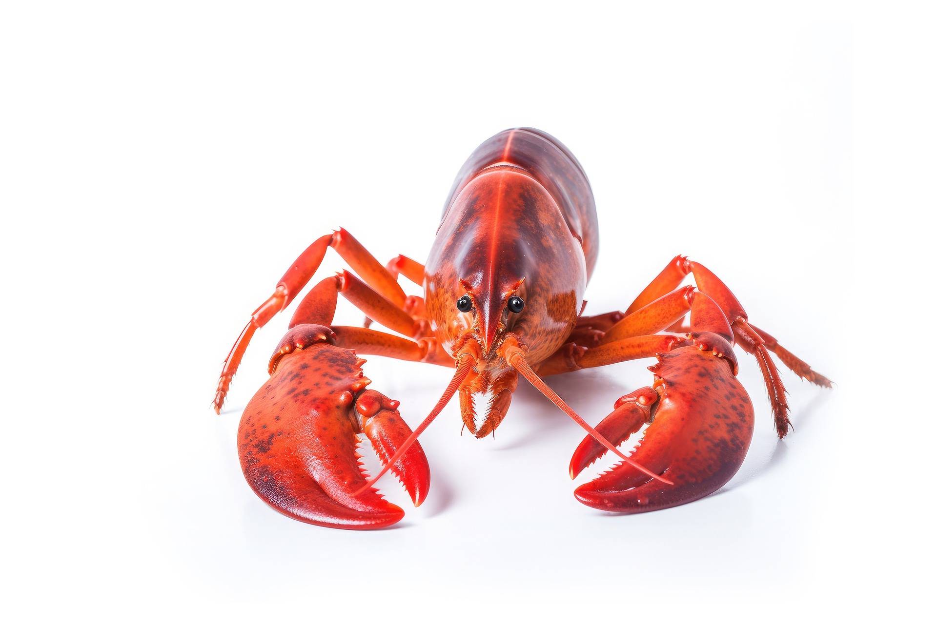 lobster-7904044_1920.jpg