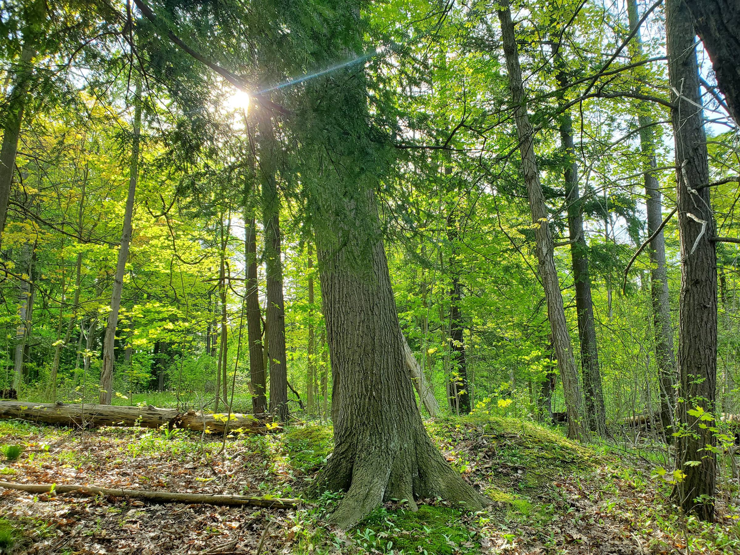 A forest with sun shining through branches.