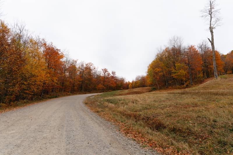 Gravel road curves through autumn trees and dry grass
